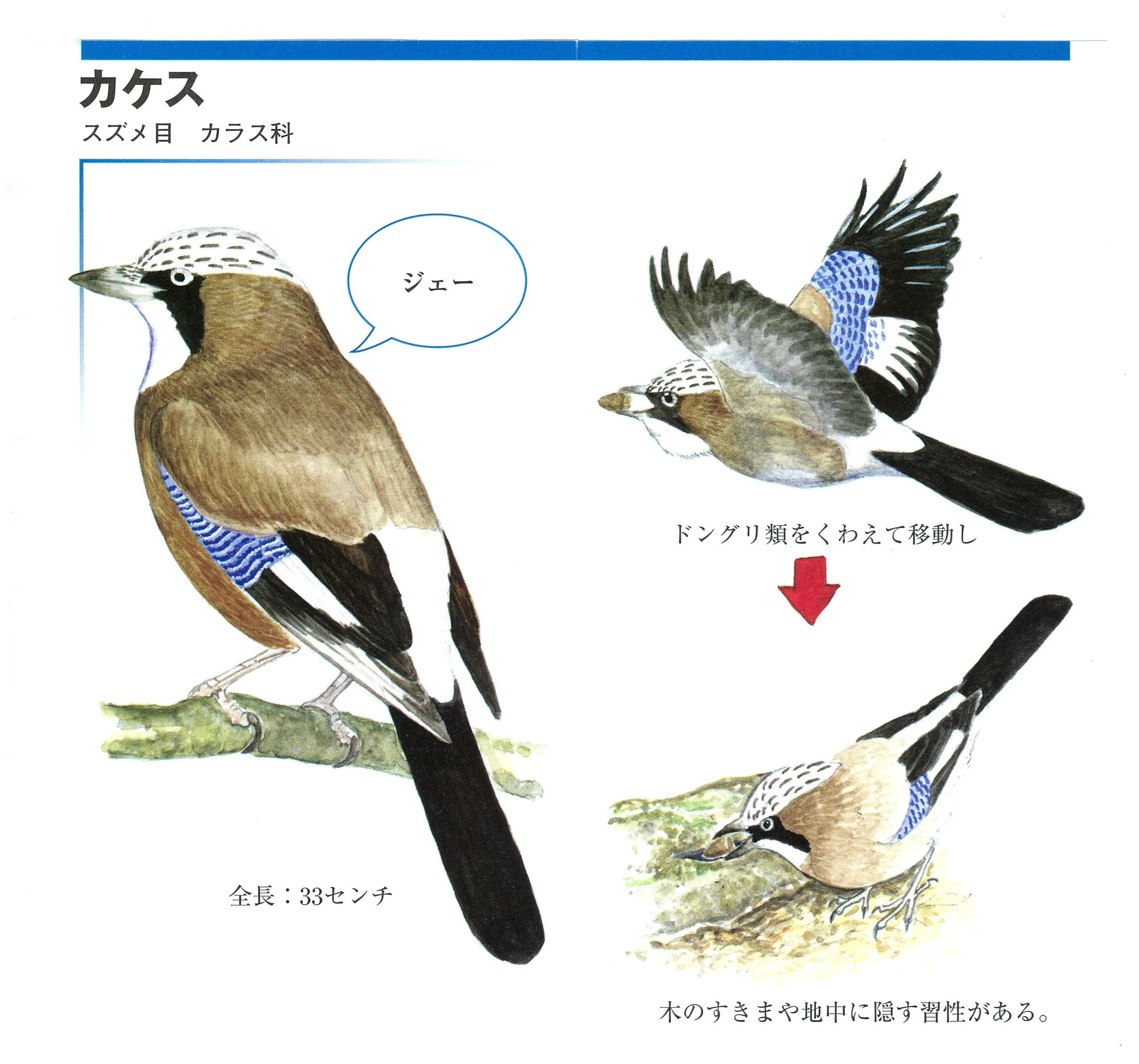 出典：アファンフィールドノート