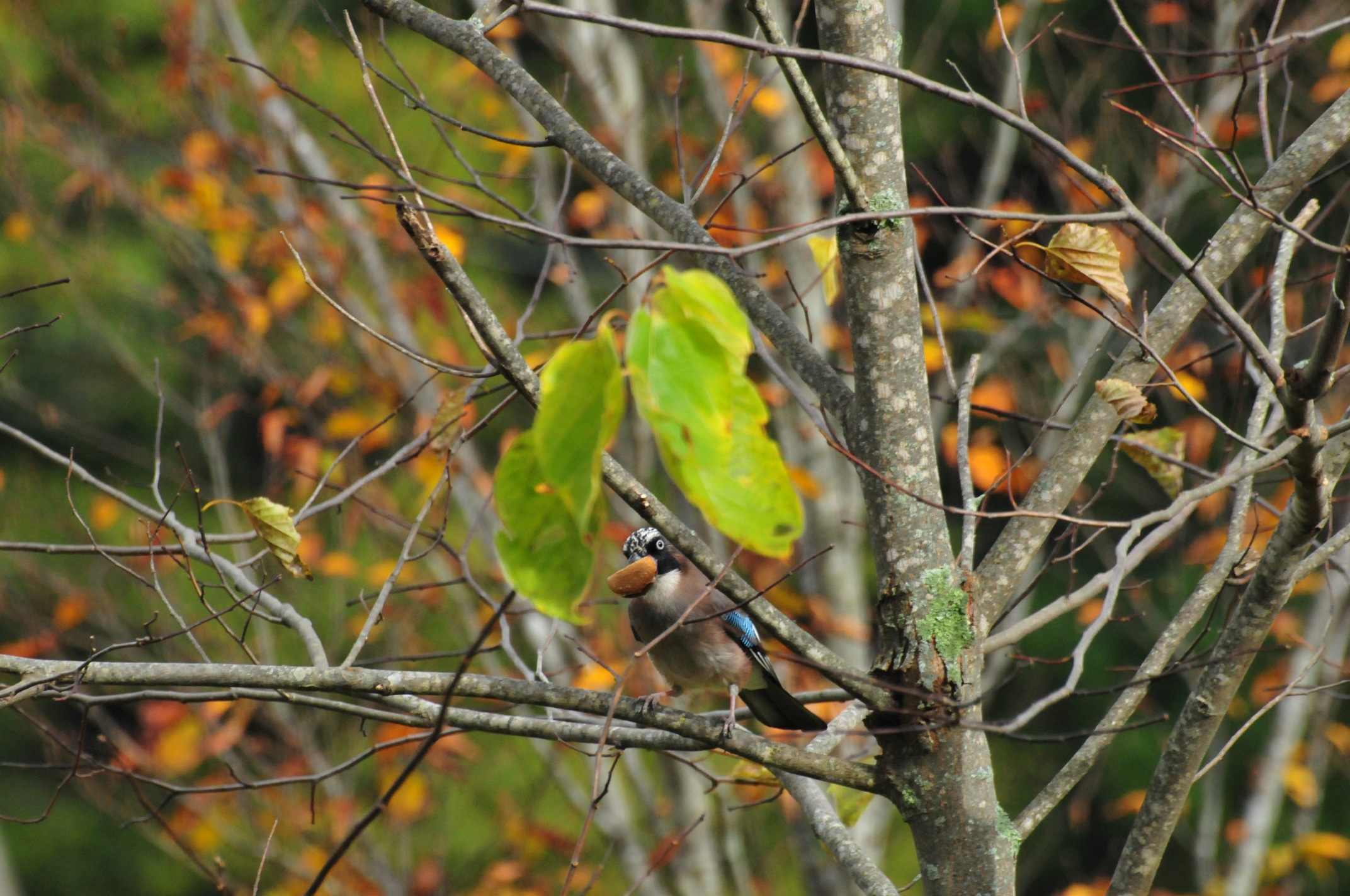 アファンの森で撮影した、クリをくわえたカケスの姿