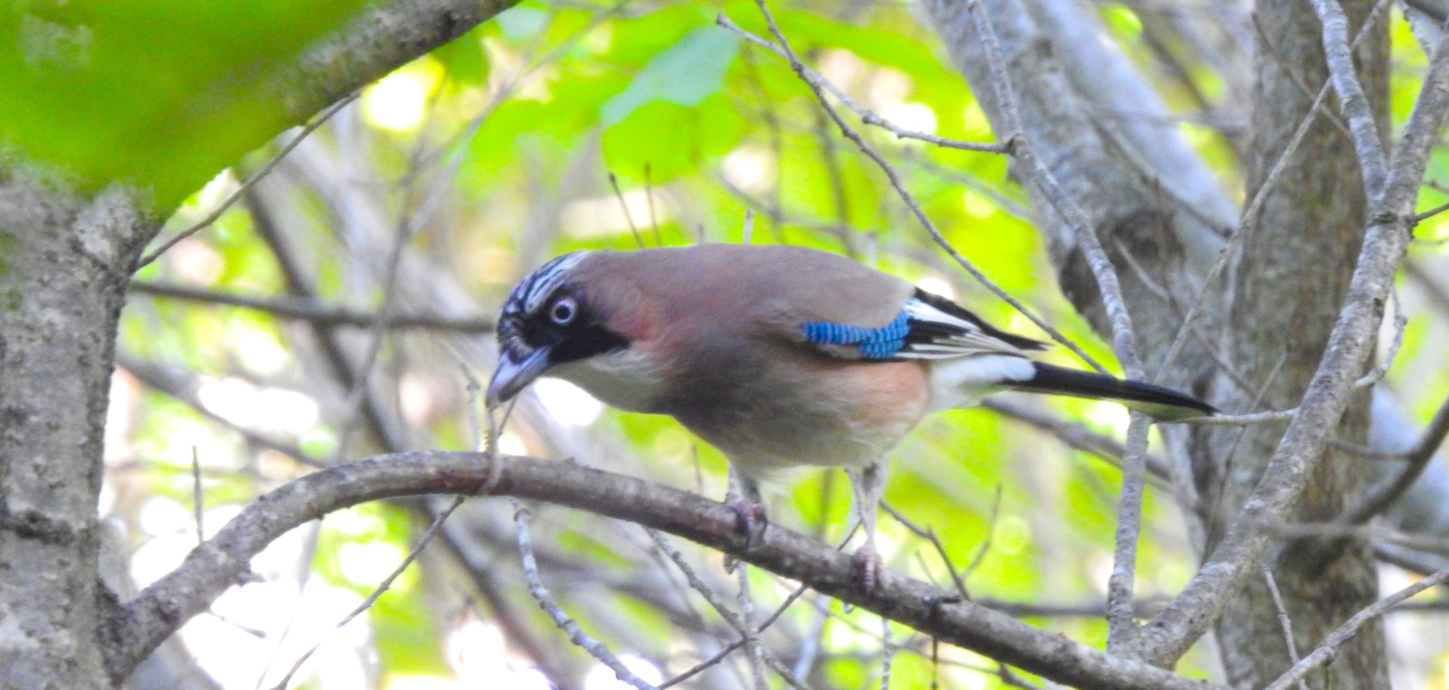 森でくらす生き物たち