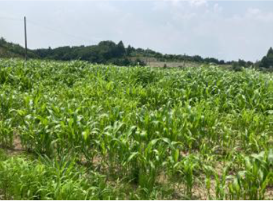 KPPアグリソリューションズが農林水産省の事例集に掲載されました