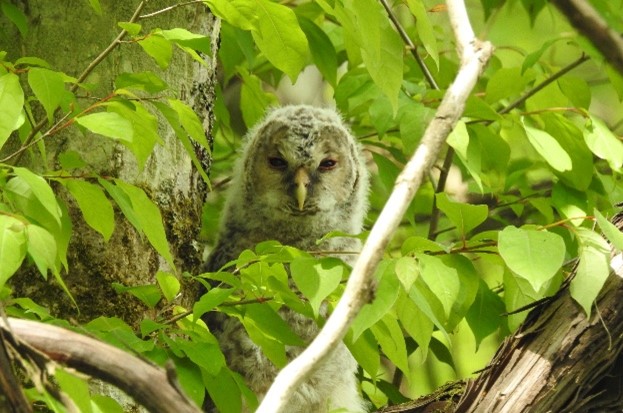 北エリアの森で巣立ったフクロウのヒナ