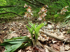 エビネ（長野県絶滅危惧IA類）