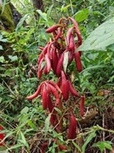 ツチアケビ（長野県絶滅危惧II類）