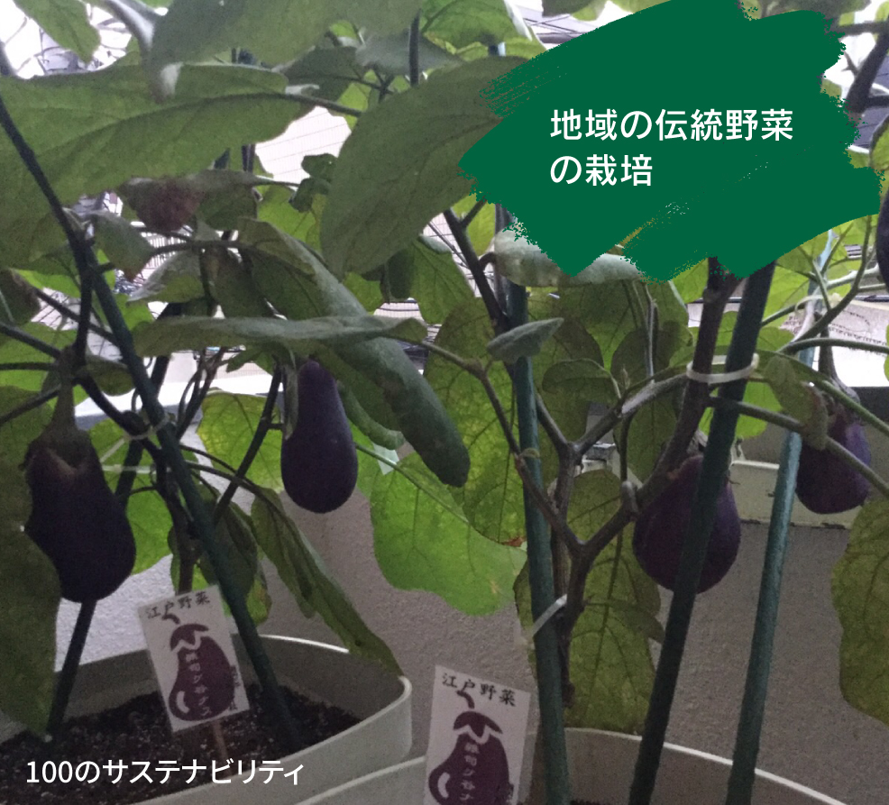 地域の伝統野菜の栽培（S.I）