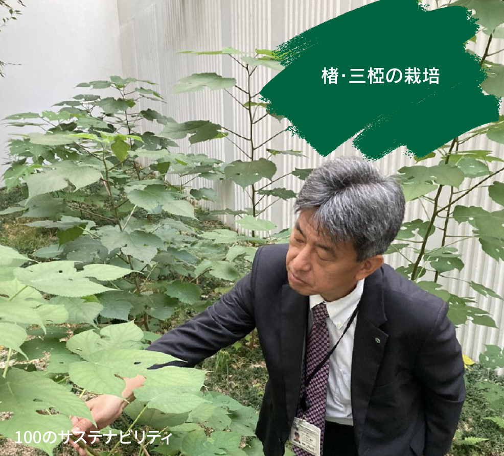 楮・三椏の栽培（Y.K）